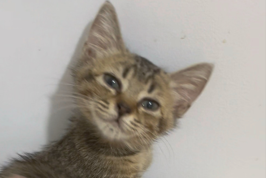 小猫幼稚园纯享版3