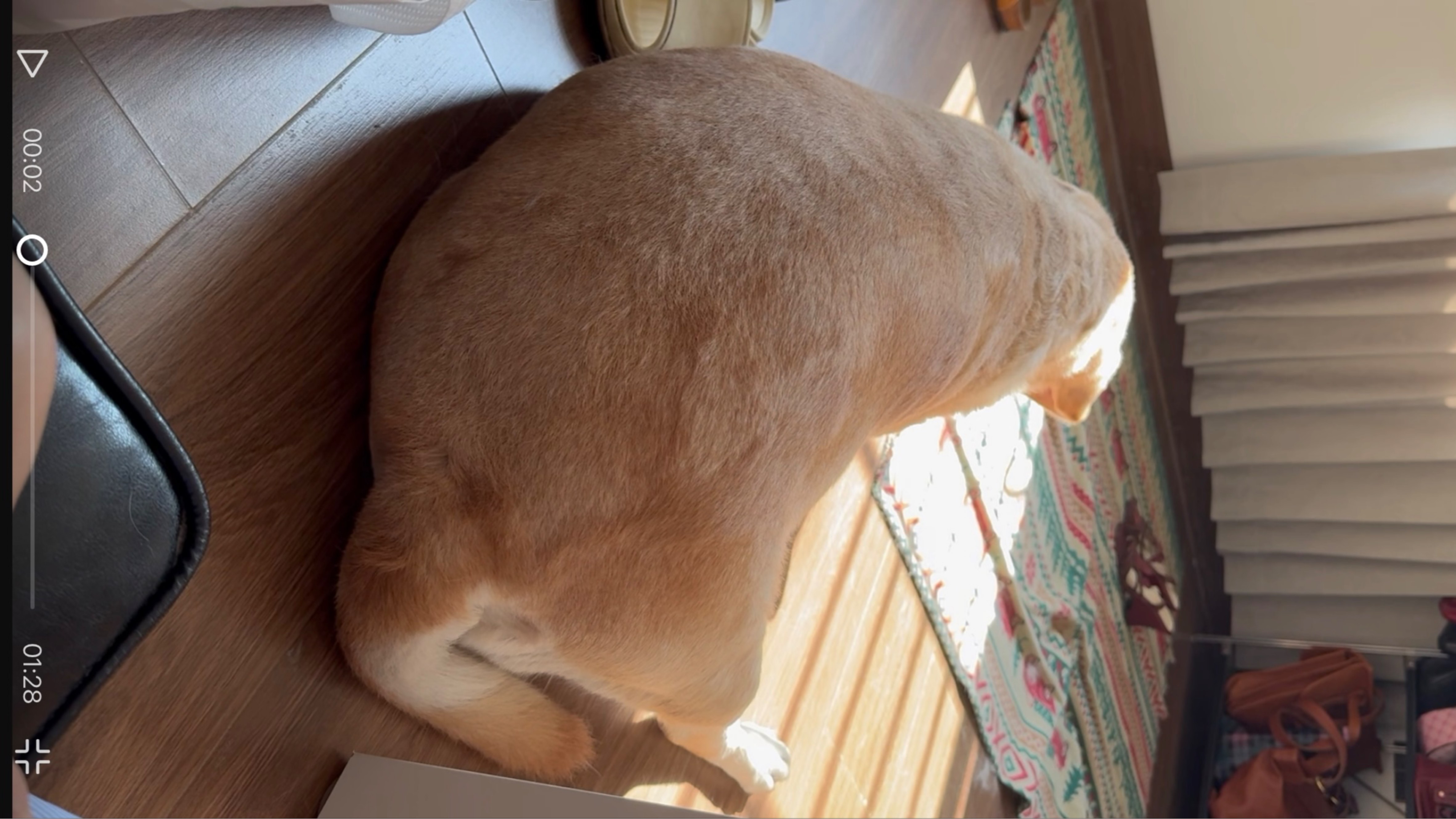 谁家养个手枪腿啊？？？