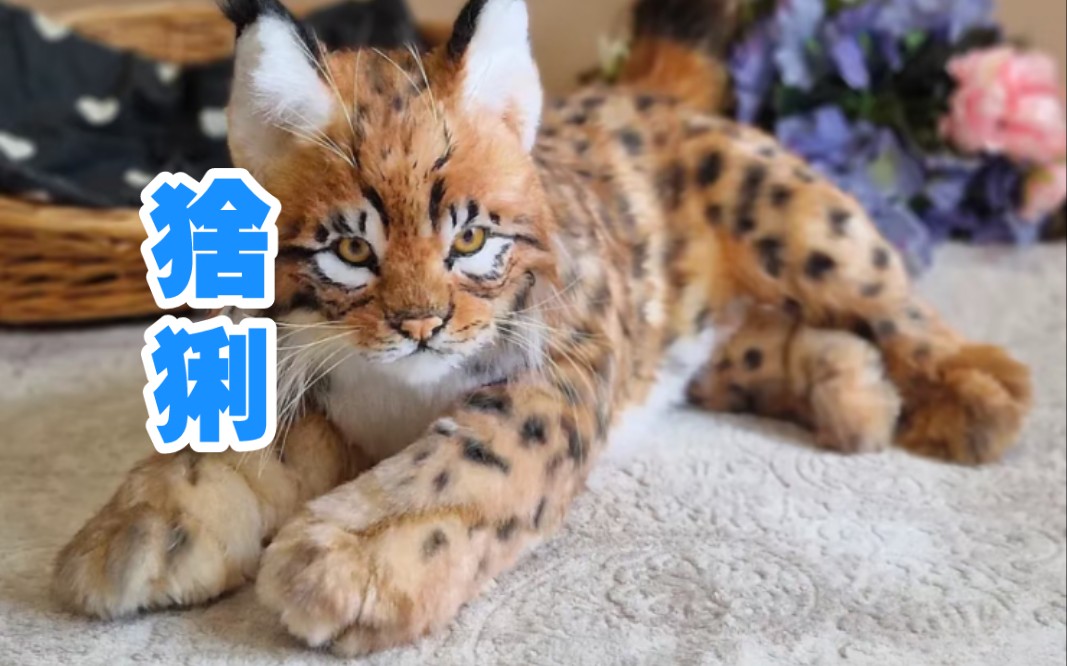 猞猁：把头伸过来，让我撞一下！