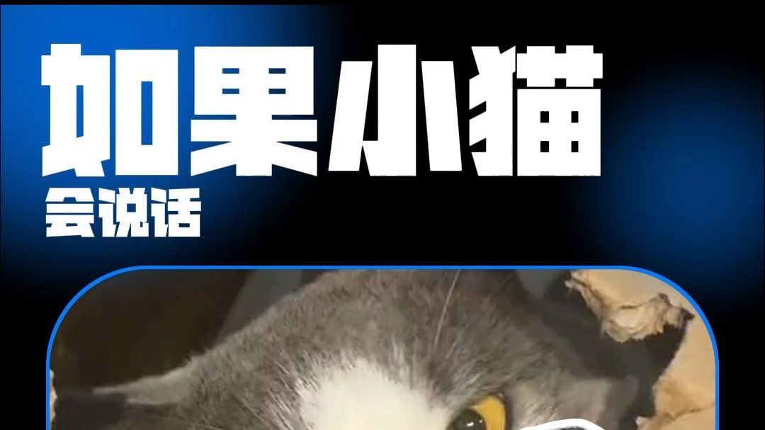 如果小猫会说话 它最想跟你说的十件事儿