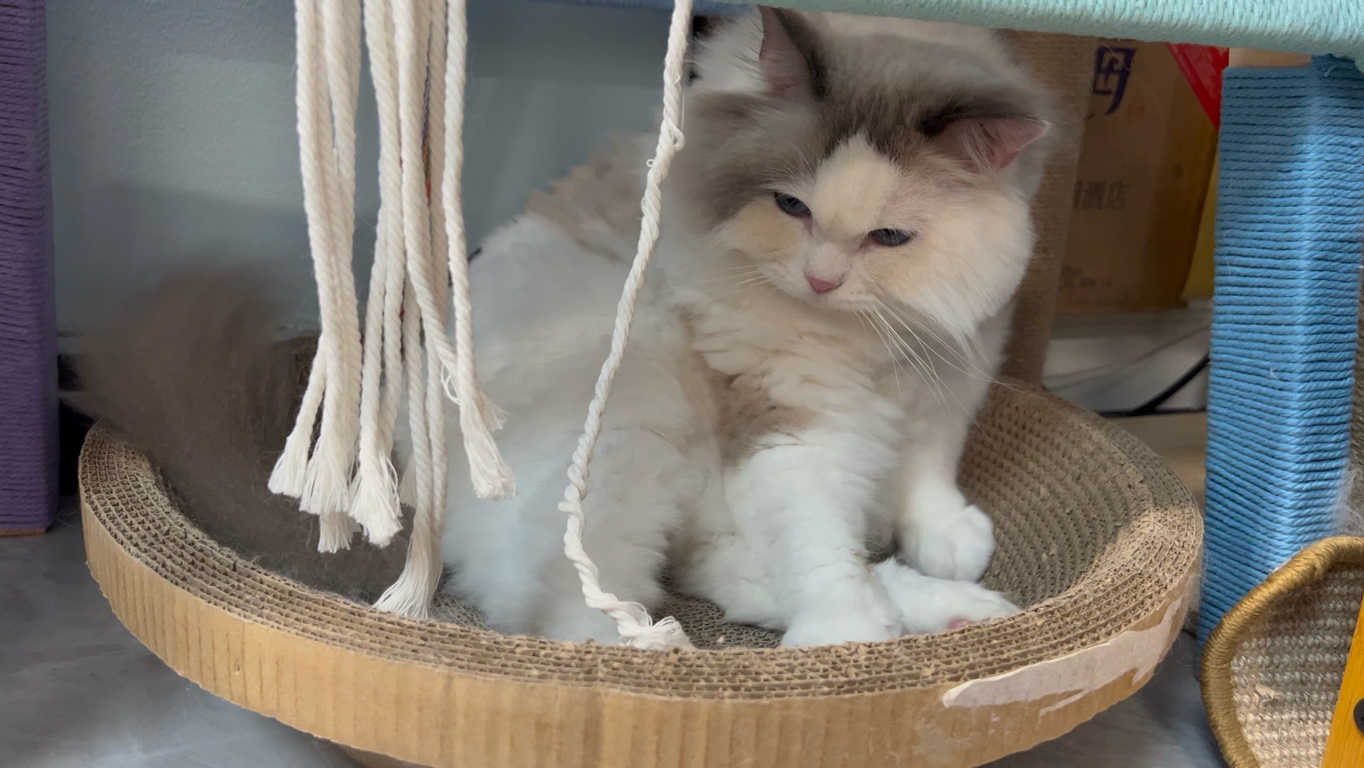 给你们看看糯米嘿嘿✌︎˶╹ꇴ╹˶✌︎，可爱小猫