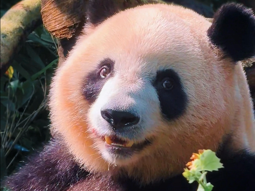 肉肉小公主在闪闪发光诶～