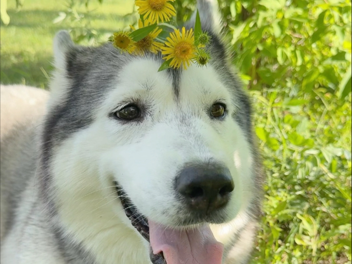 村里有个姑娘叫小金人