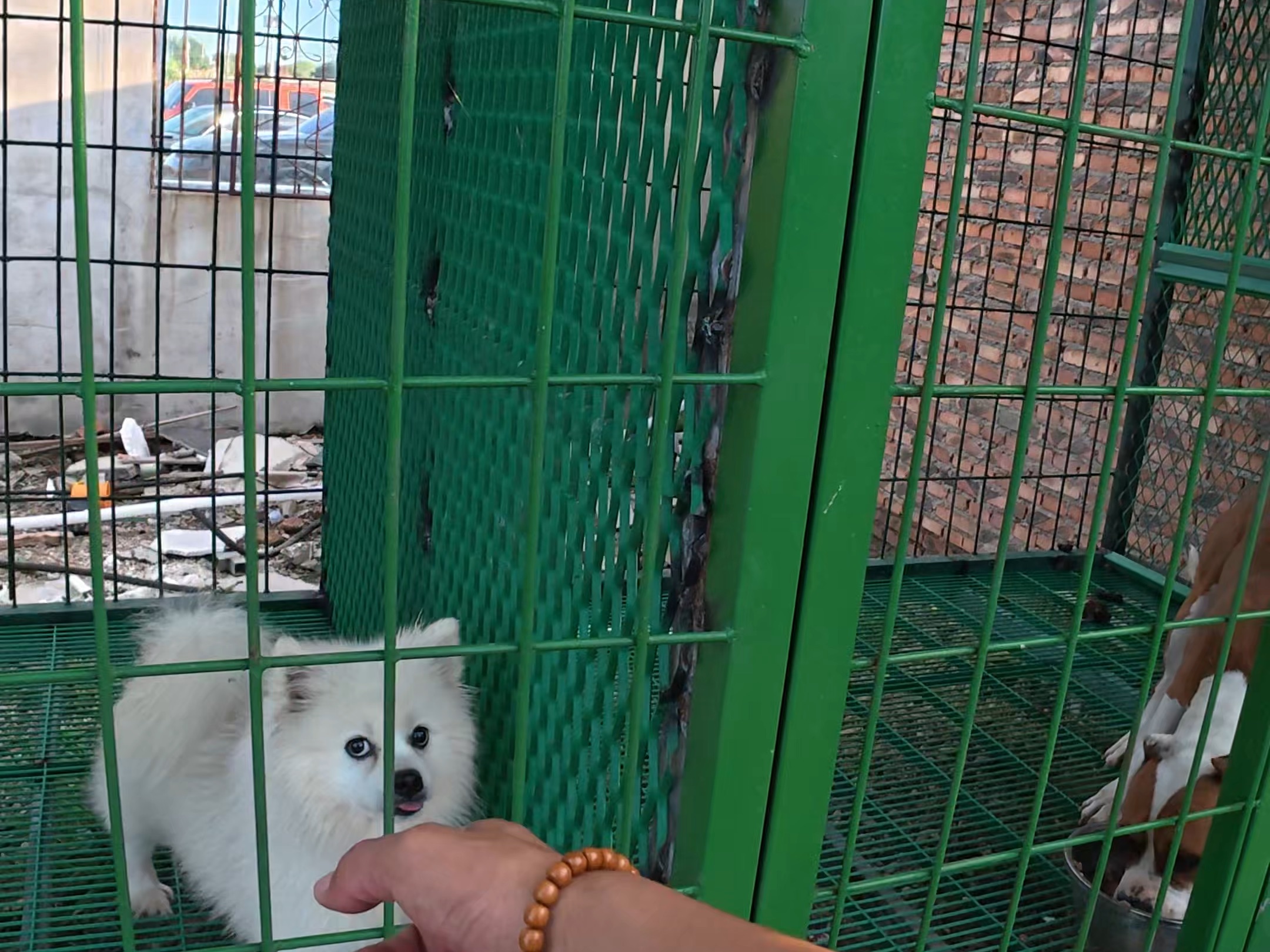 【潘宏爱玩狗】我的最新作品，快来一睹为快！