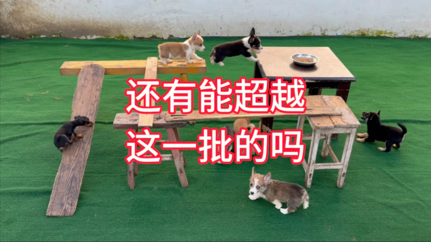 兄弟们还想看啥品种小狗闯关的，打在评论区聊聊