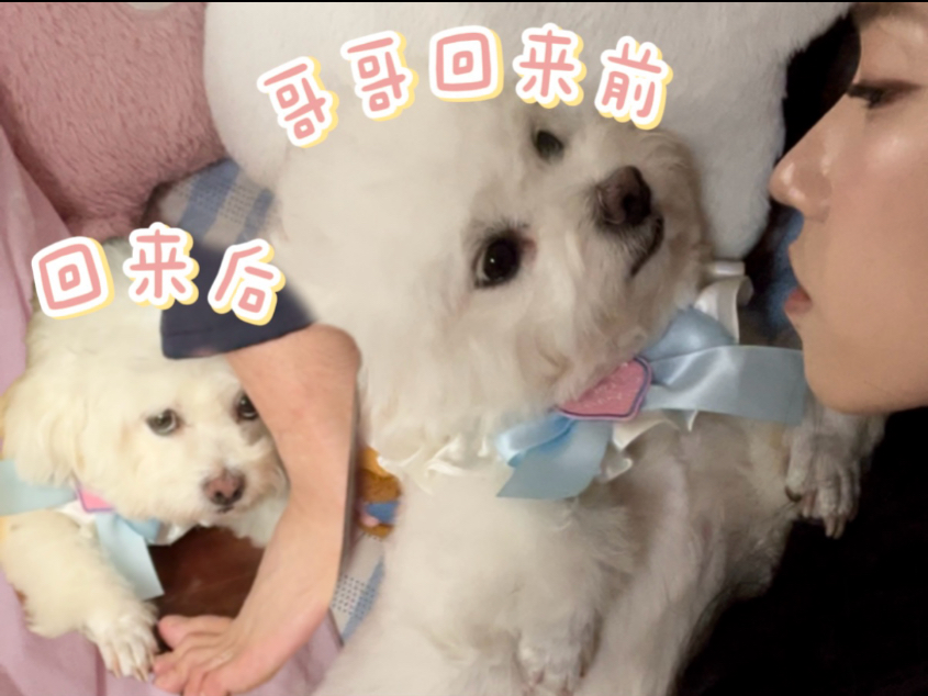 小狗的两幅面孔！！！说好的只爱姐姐的呢？