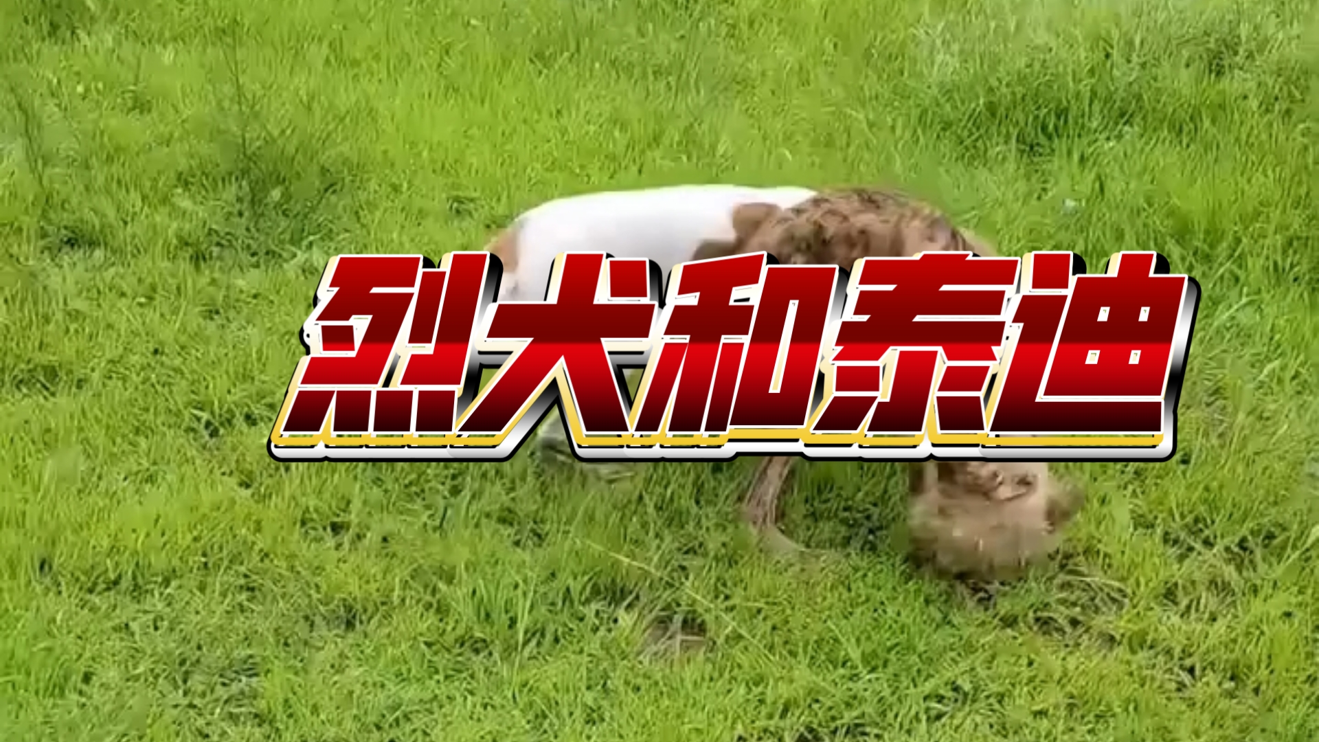 太过弱小的犬种