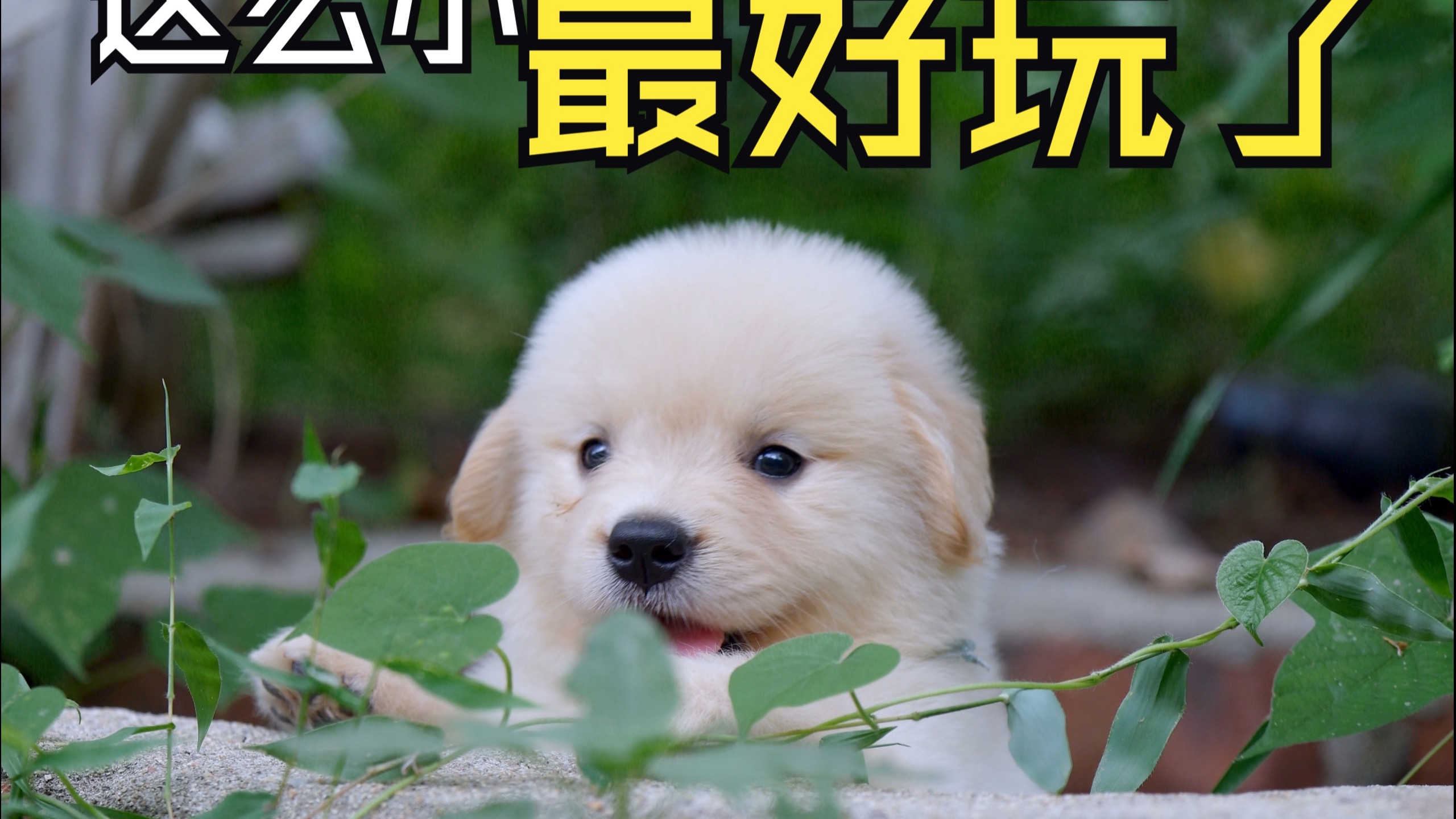 这一丢丢的小鸡毛，最好玩了