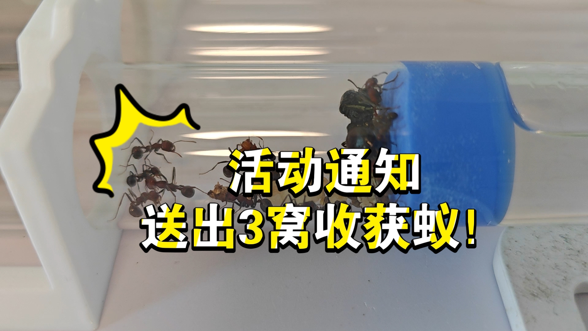 【蚂蚁，爬宠，异宠】(已开奖）看看肯尼亚，顺便活动通知