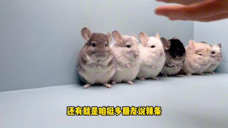 这次给它们几个小龙猫戴上小帽子了...