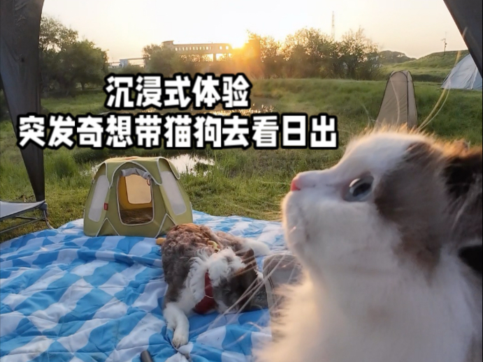 人生的旷野怎么能缺少小猫小狗呢