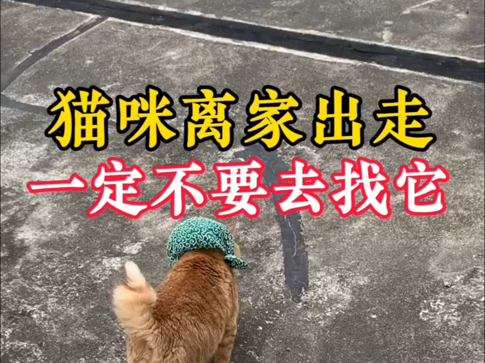 猫咪离家出走，一定不要去找它