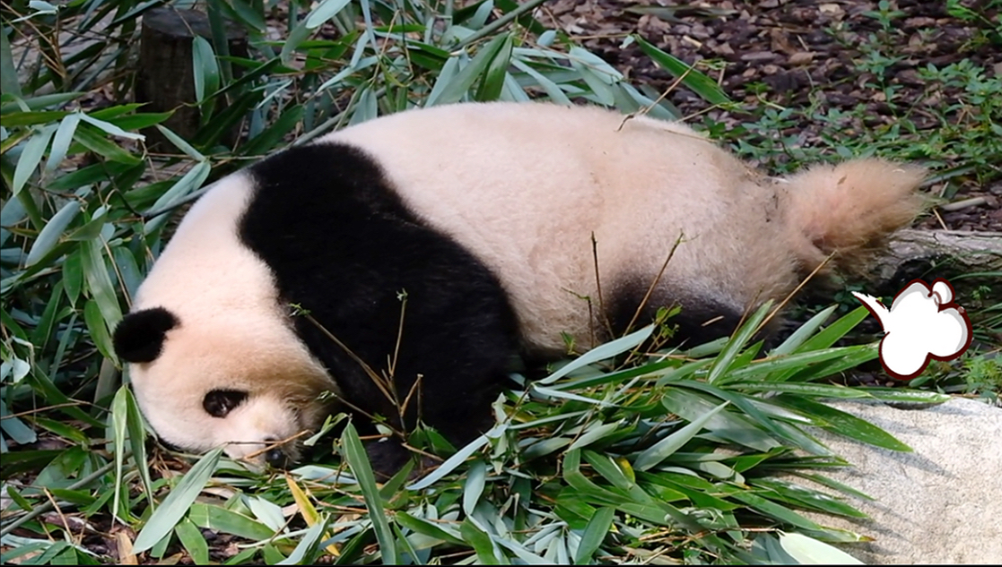 25.08.21 一身两用，大头困到不行，尾巴还在努力！