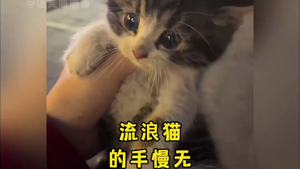 流浪猫的花语是手慢无”#流浪猫变家猫 #流浪猫渴望被收养的