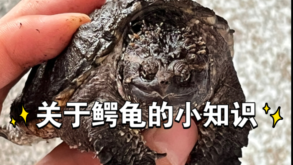 为什么你的鳄龟臭臭的？（背甲还有不明液体）