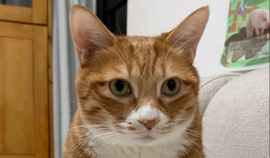 敦实憨厚脾气好