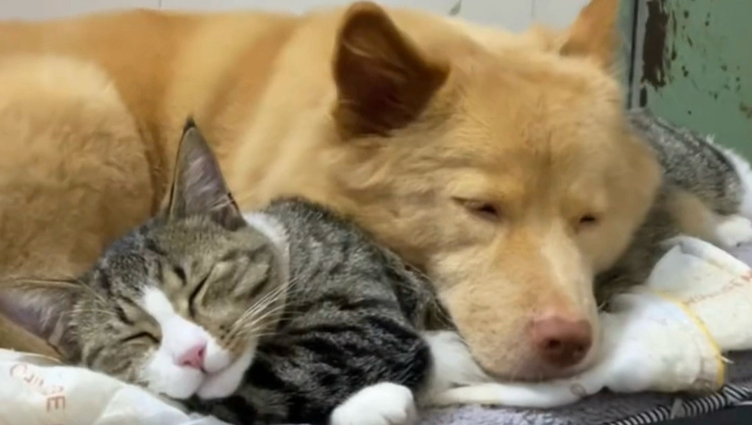 小小猫还是小狗带大的呐