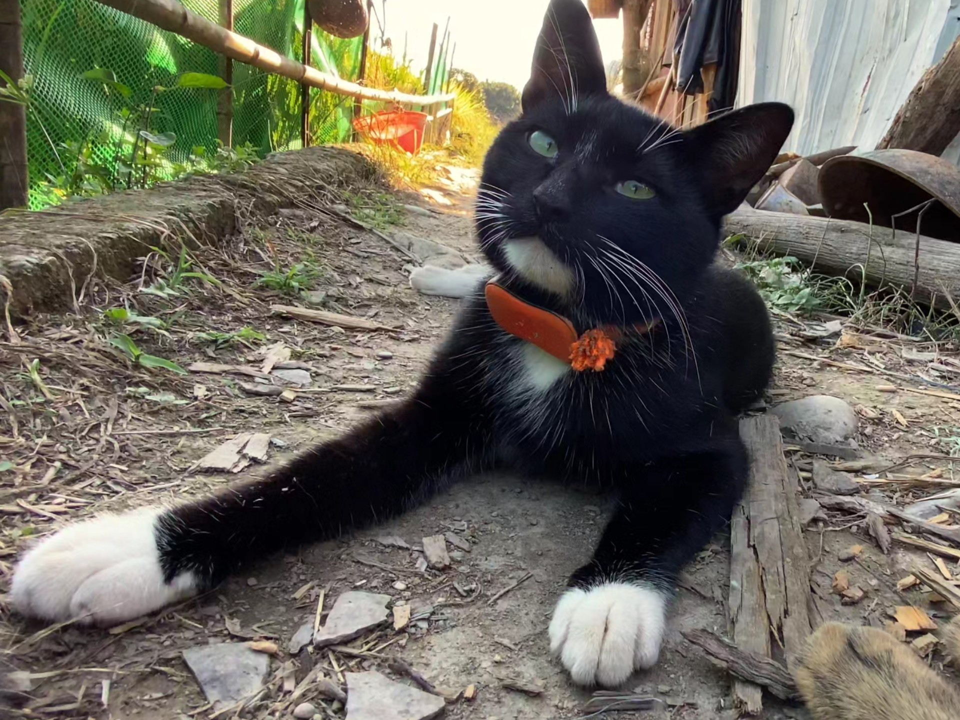 安：听说你不服是吧？ 来啊，打我啊…