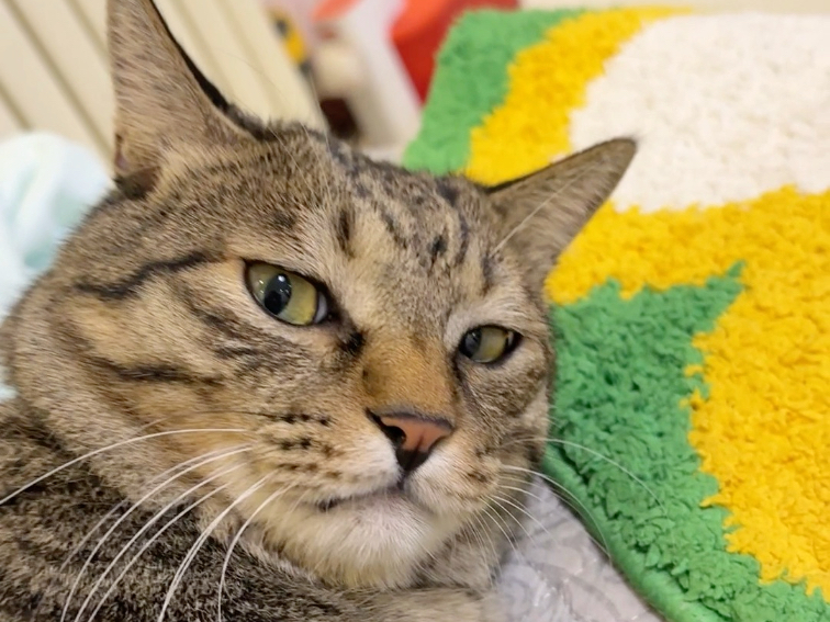 小猫到底怎样才能证明自己是纯种狸花猫呢？