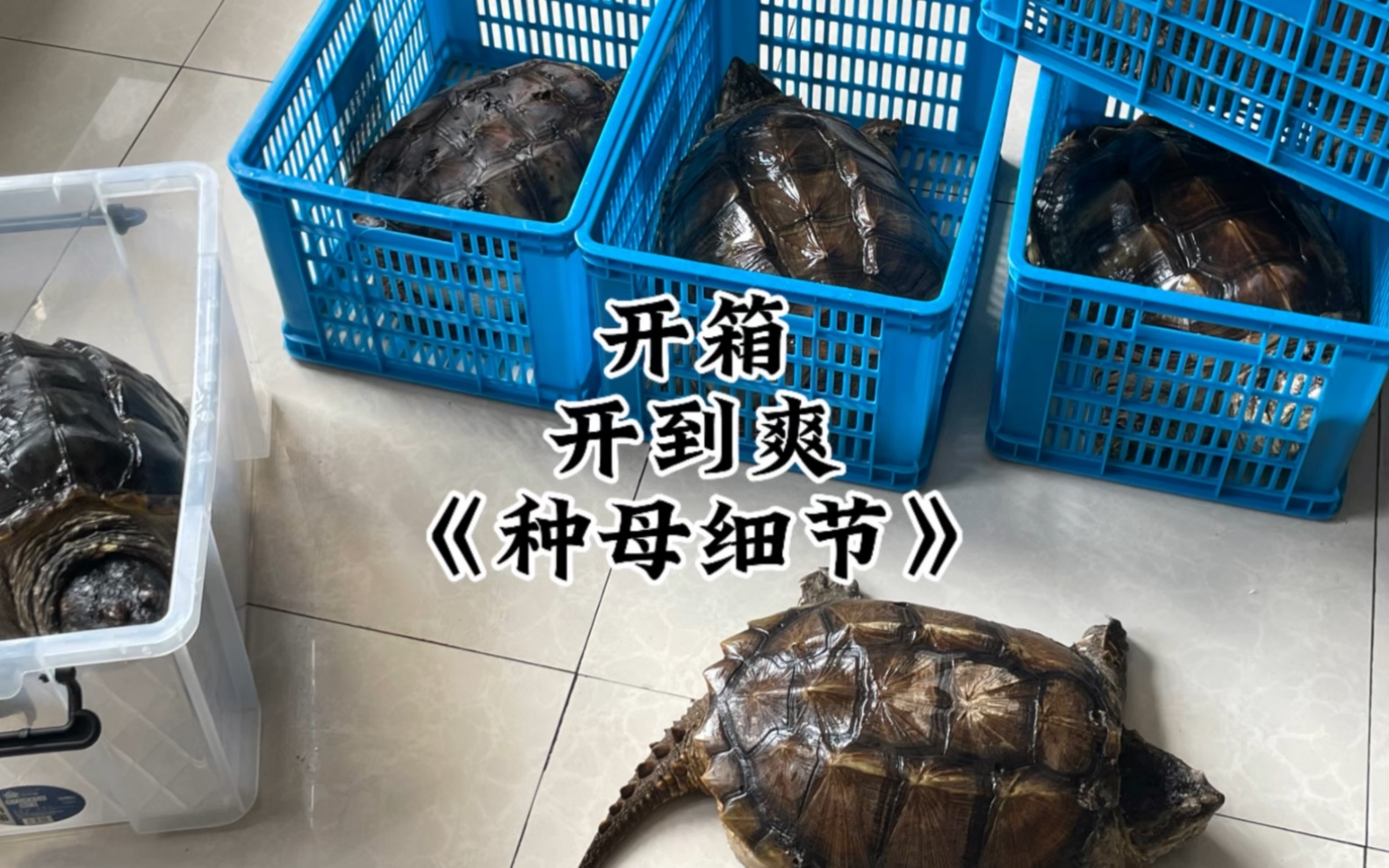 我称之为无情的“产蛋机”！！！