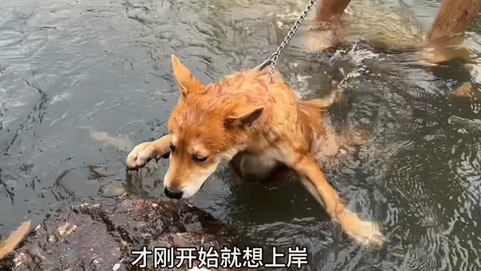 元宝：我以后都不玩水了