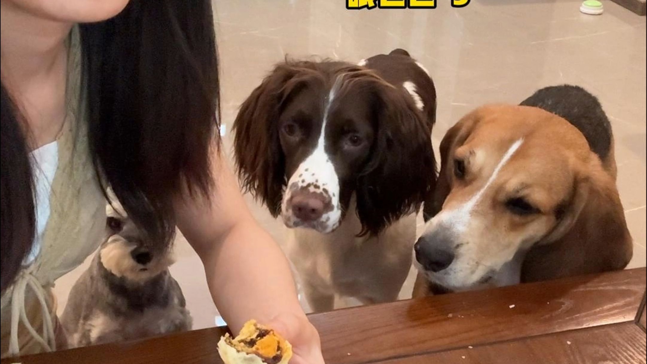 教会小狗按键之后，每次吃东西都好吵啊！