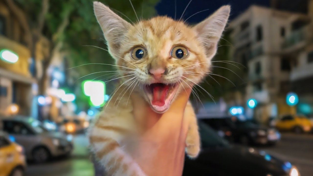 小猫学鸭子叫？第一次听到时我都懵了