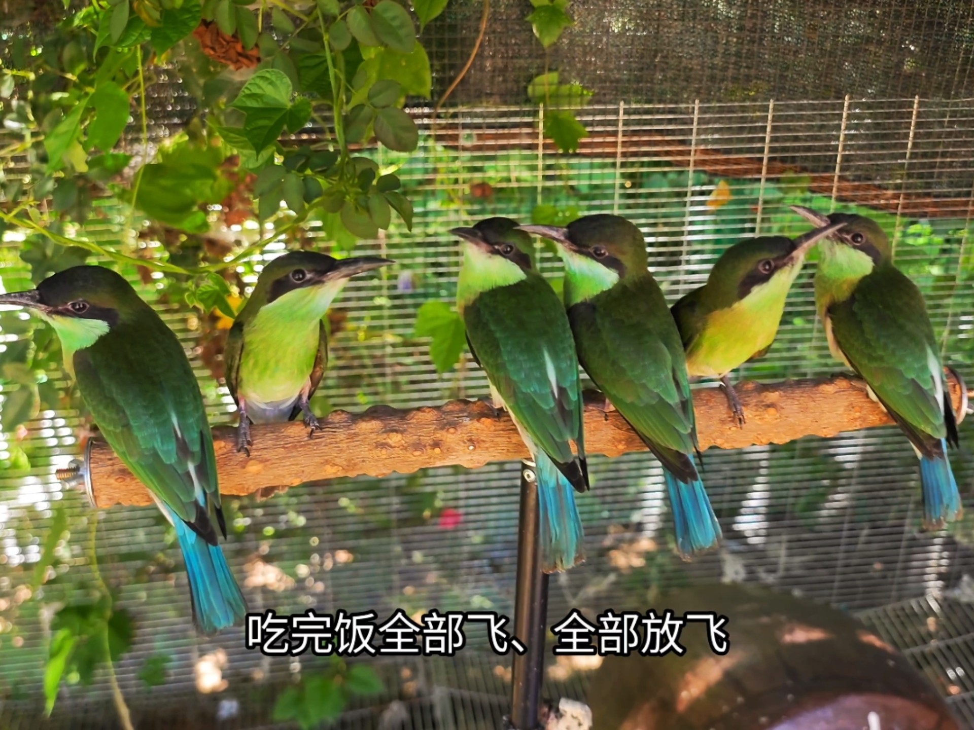 蓝喉蜂虎，吃饱饭去野外闯荡了！
