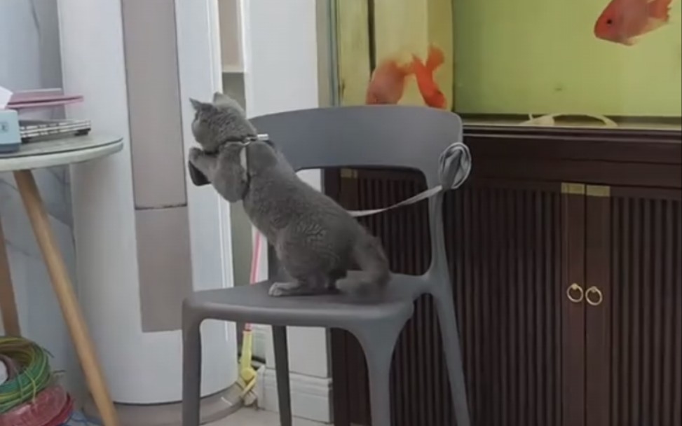 这只猫看起来需要帮助
