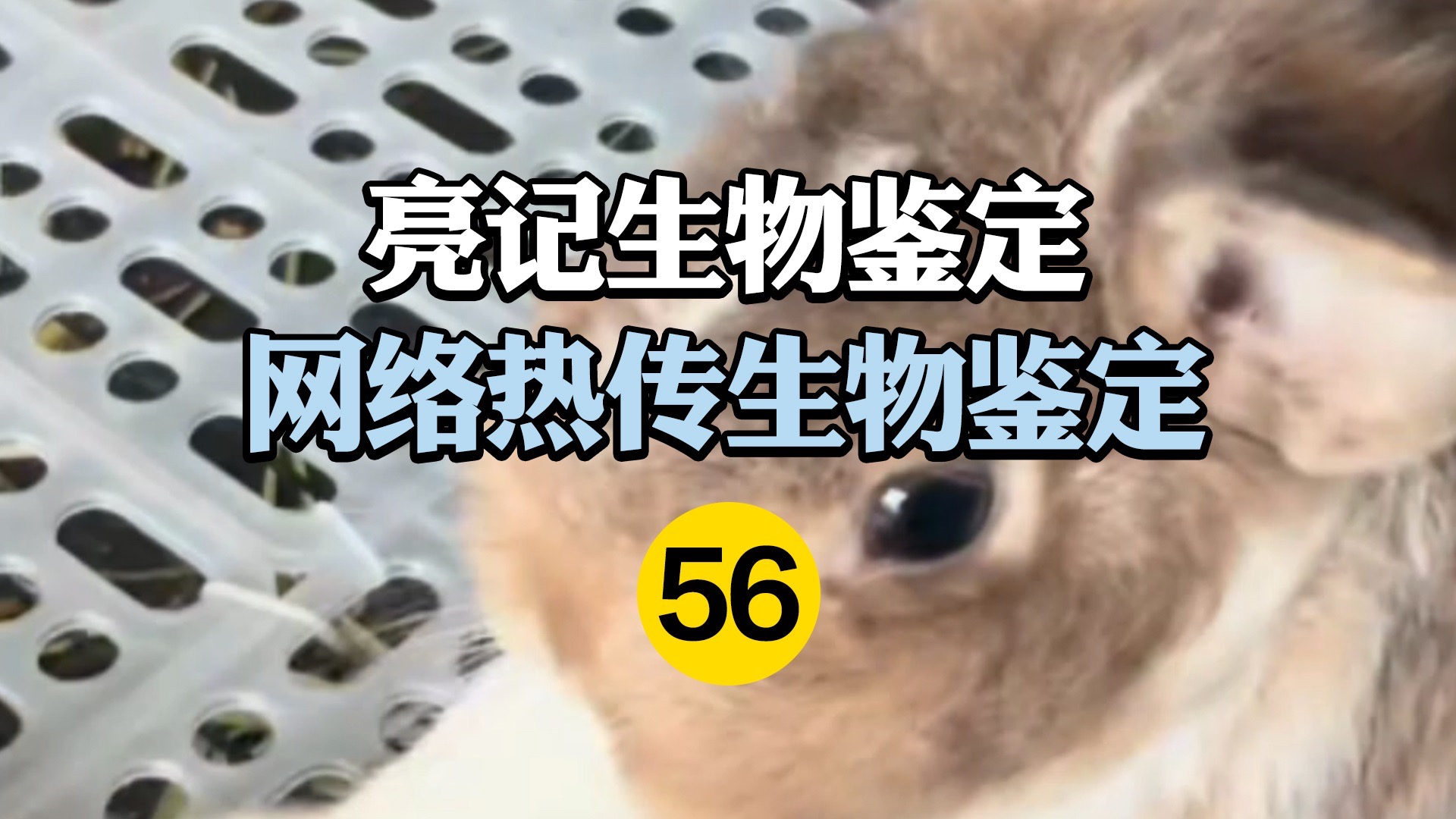 网络热传生物鉴定56