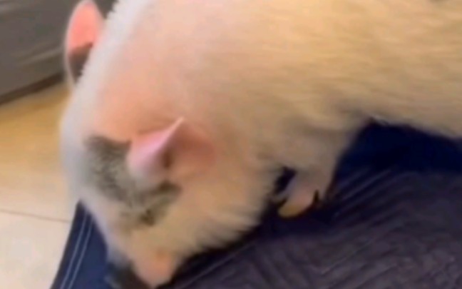 装睡之猪猪，叫不醒啊。