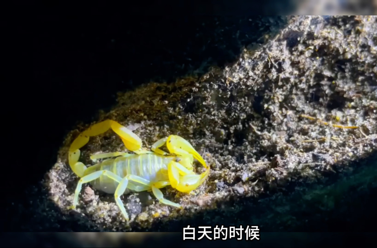 用时100天打造一个沙漠生态系统