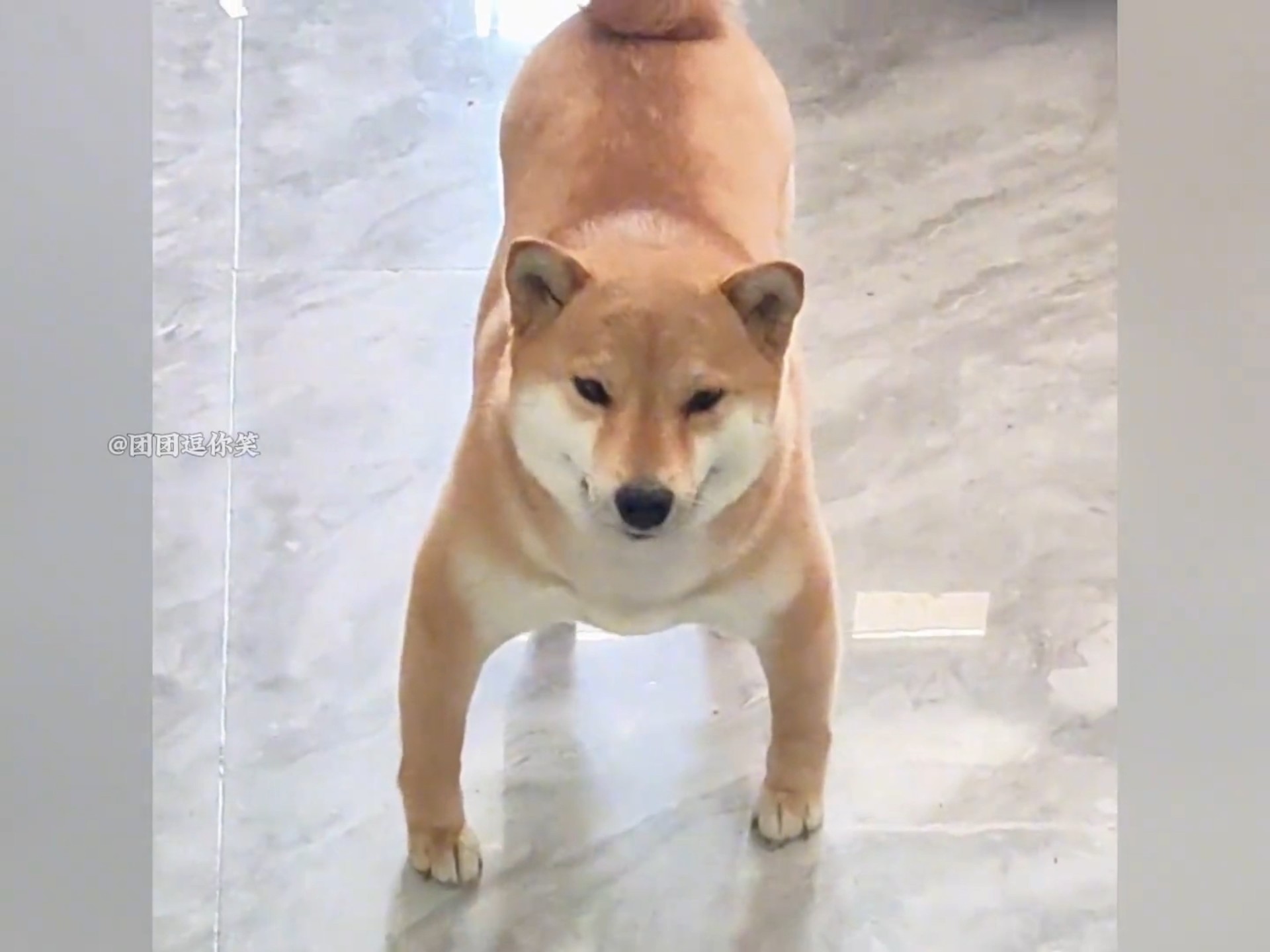 动物的无语时刻，讨厌没有边界感的人类#倒霉动物 #不干人事 #