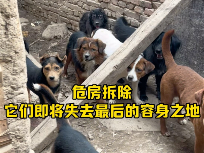 160多只流浪狗最后的容身之地会是在哪里？