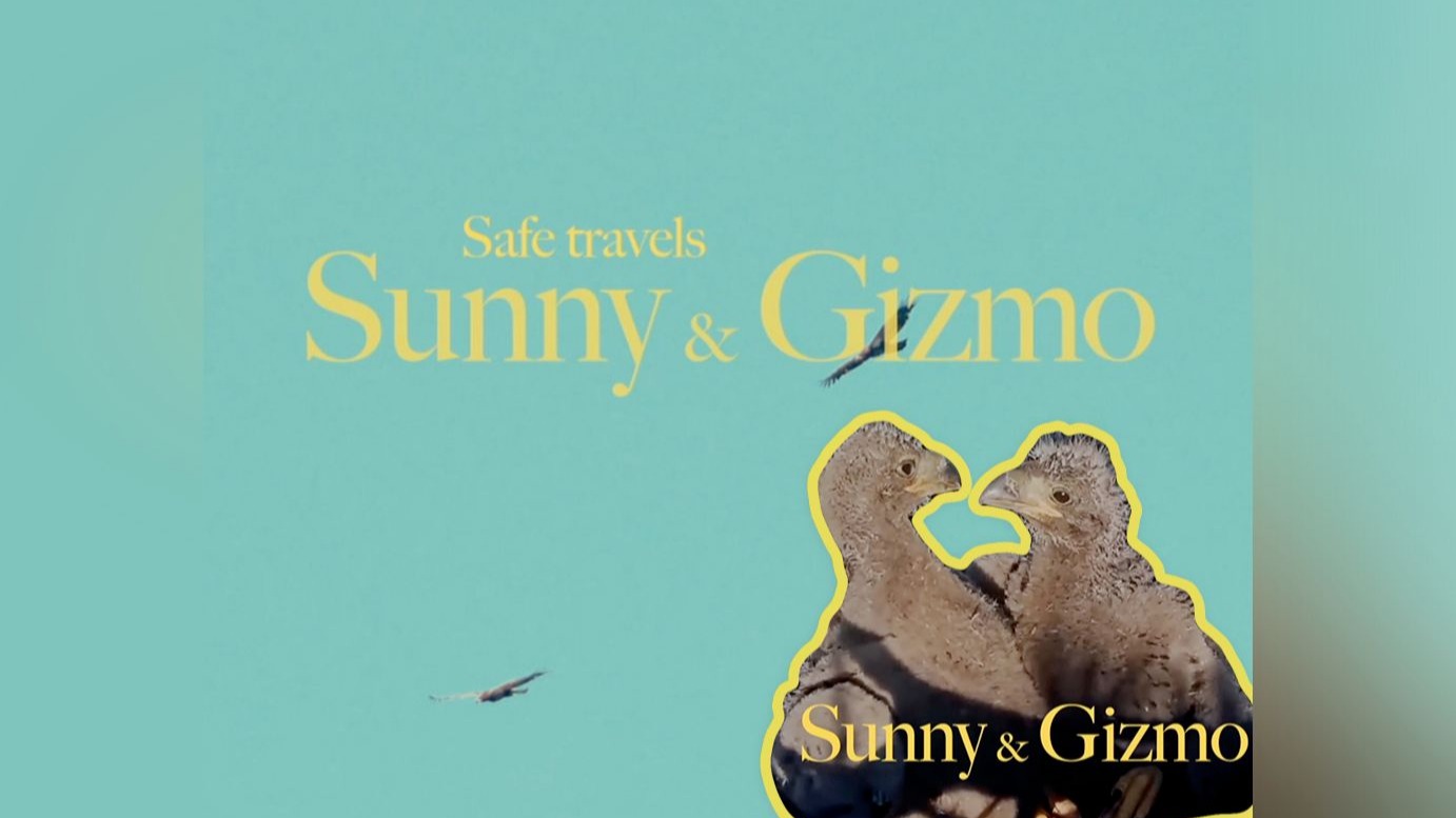 Sunny & Gizmo 姐妹雏鸟的成长故事