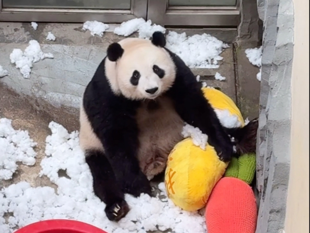 拆家的安胖一脸无辜：就轻轻的咬了一口...掏空玩具后，累了累了，