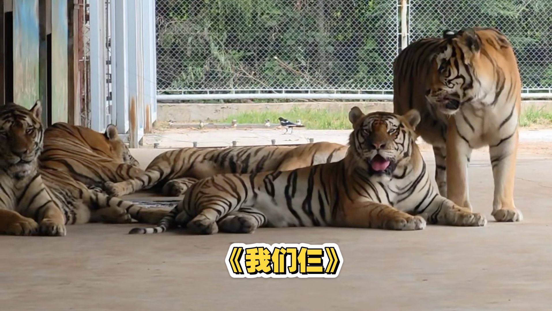 25.8.15丑丑贴完毛毛再挨着南南睡觉～