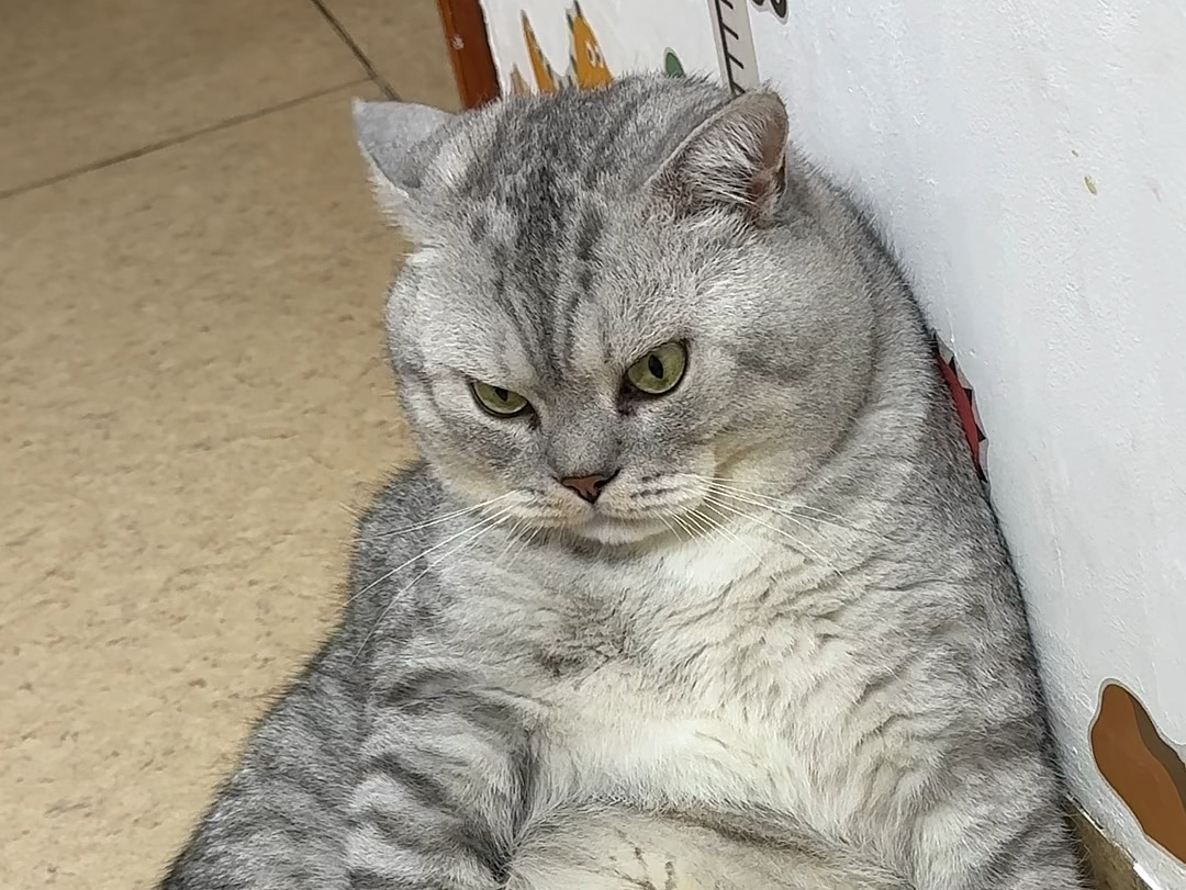 大壮没吃的不开心