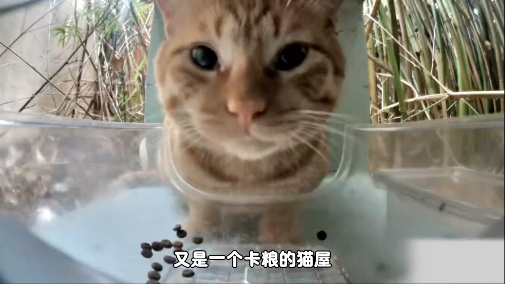 猫猫我呀 也有在乎自己的人呢