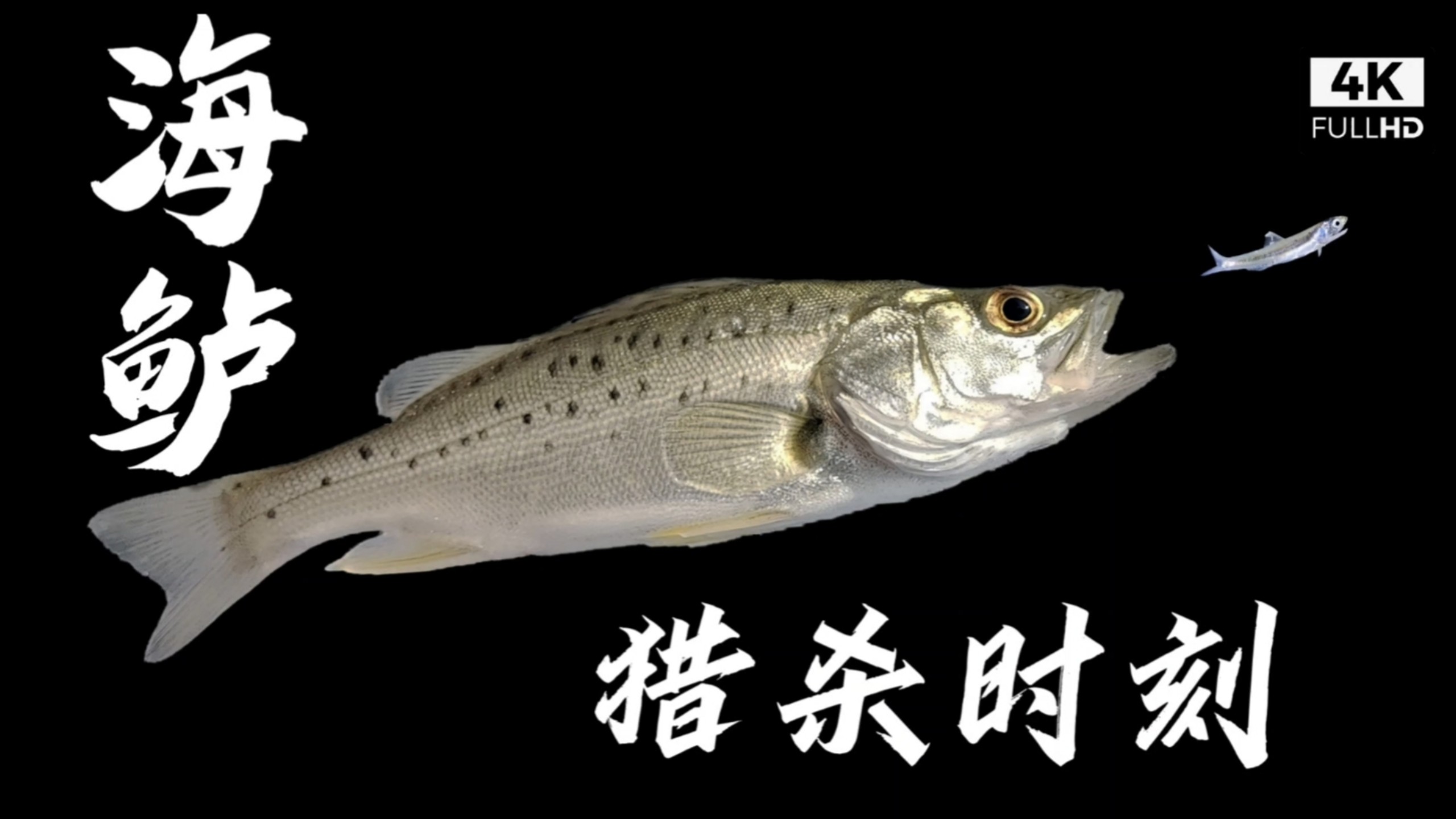 【原创纪录片】海鲈的猎杀时刻