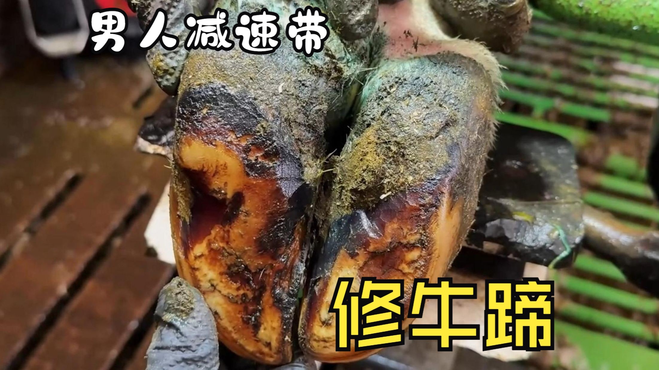 这到底是什么神仙牛蹄，按压就会吐出泡泡