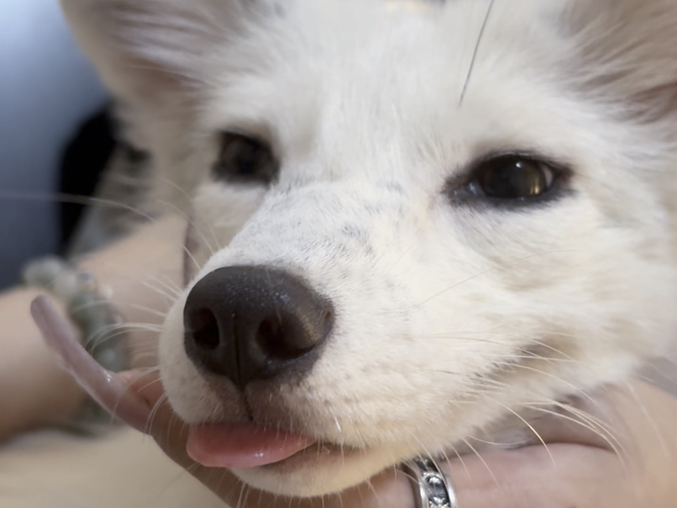 撒娇狐狸最好命.