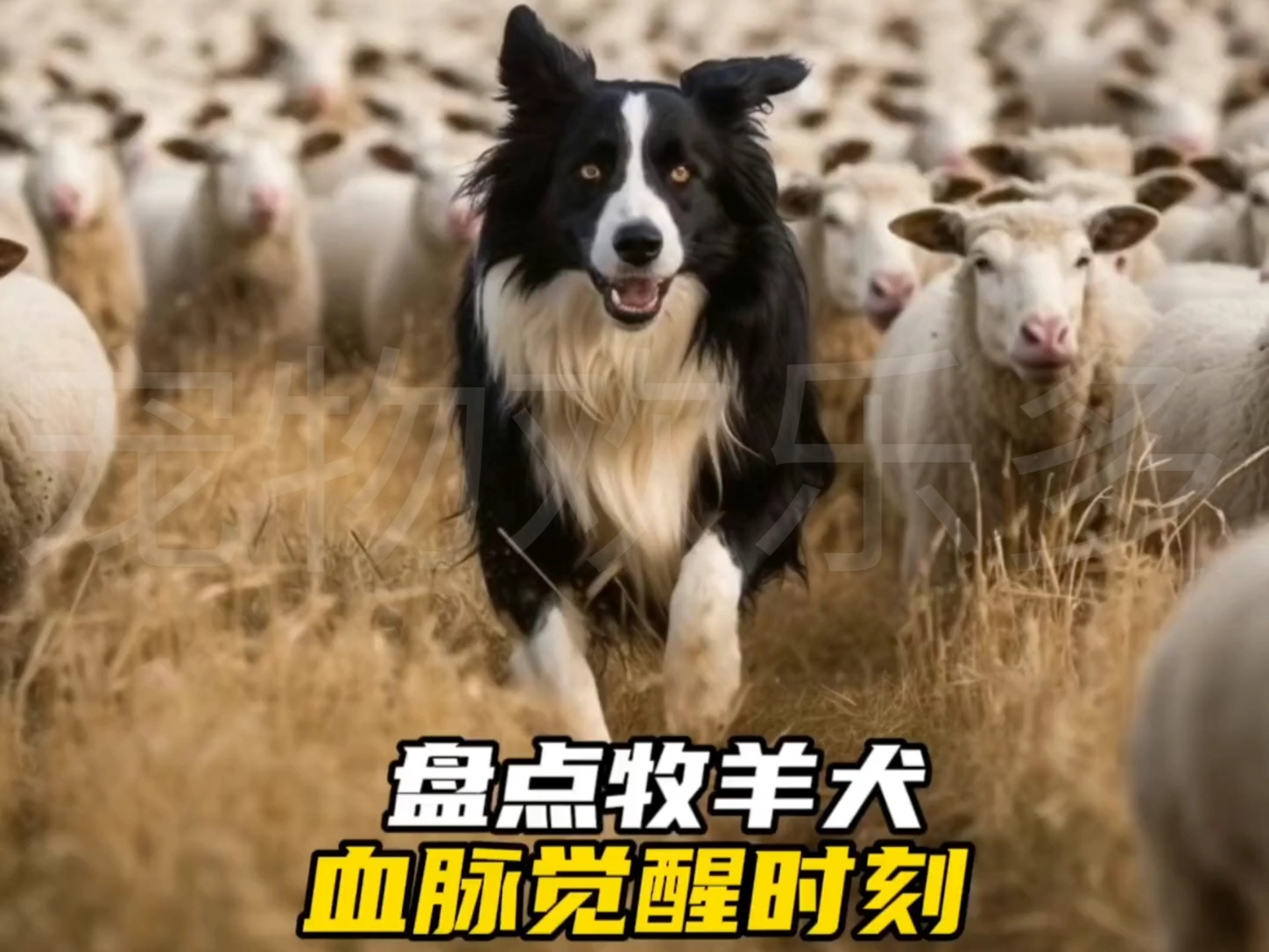 狗是狗，边牧是边牧，牧羊犬高燃时刻！