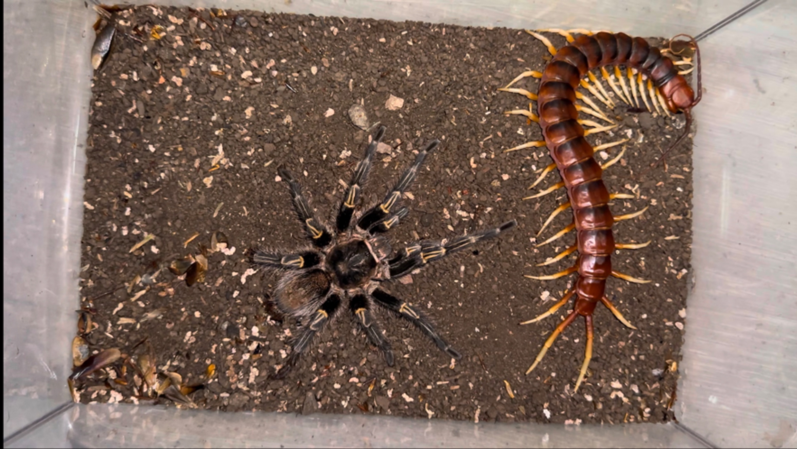 雄性秘鲁巨人蜈蚣捕杀金直间蜘蛛