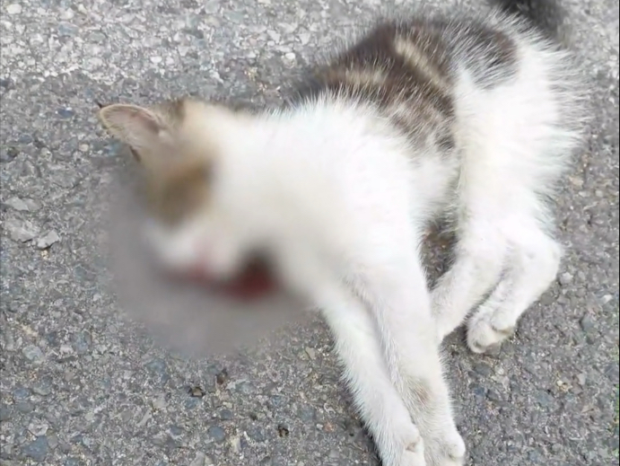 上班路上发现一只被撞的流浪猫，还是一只小猫，太可怜了