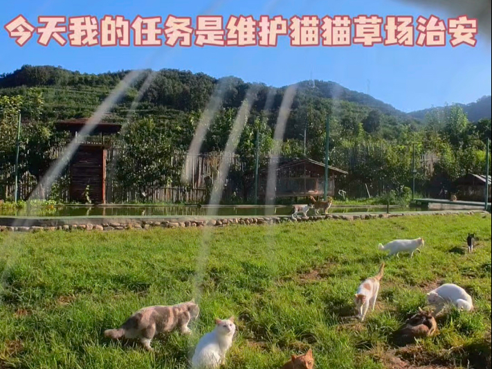 今日派遣梨花猫猫巡视部落治安