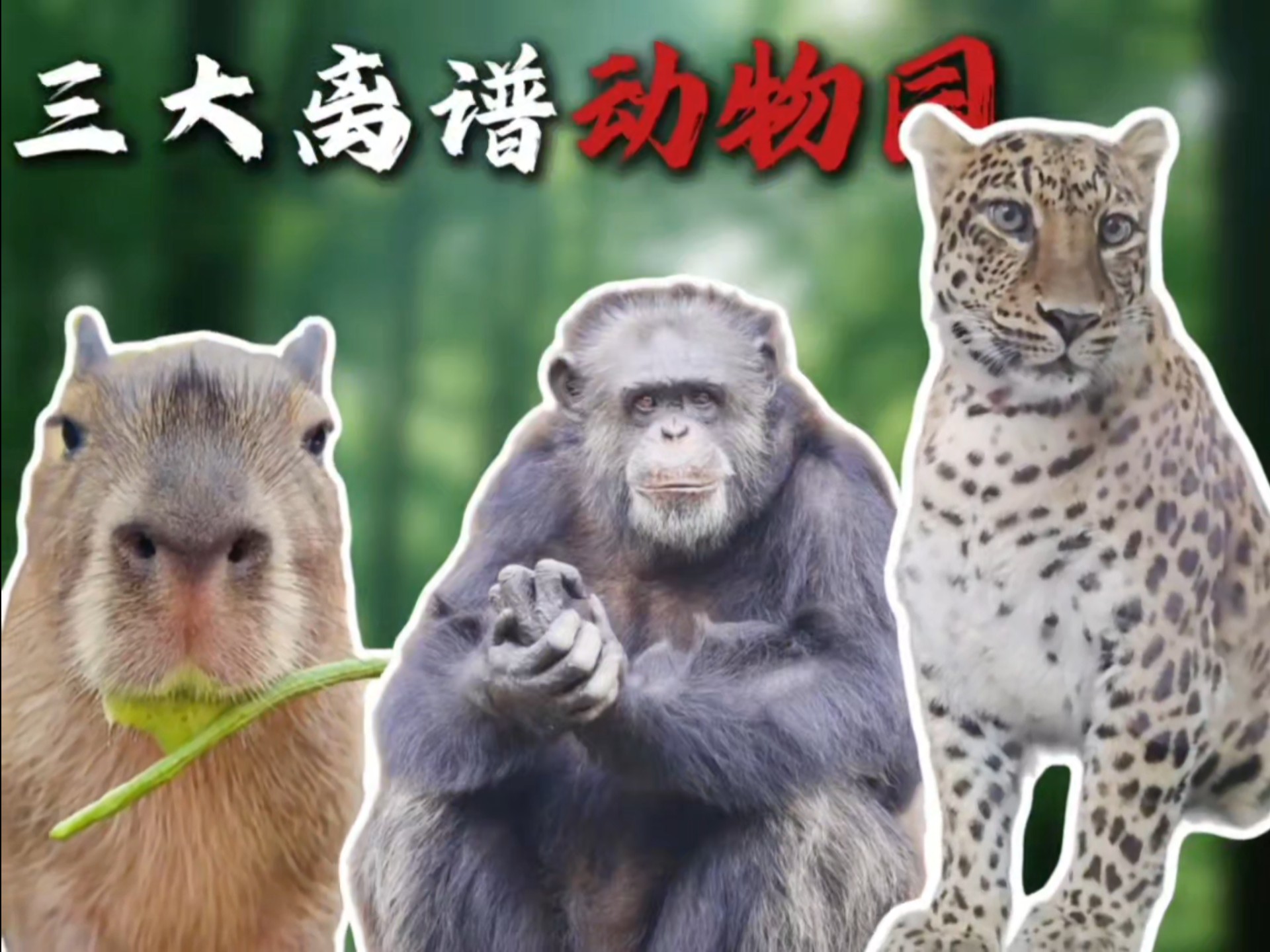 全网三大离谱动物园