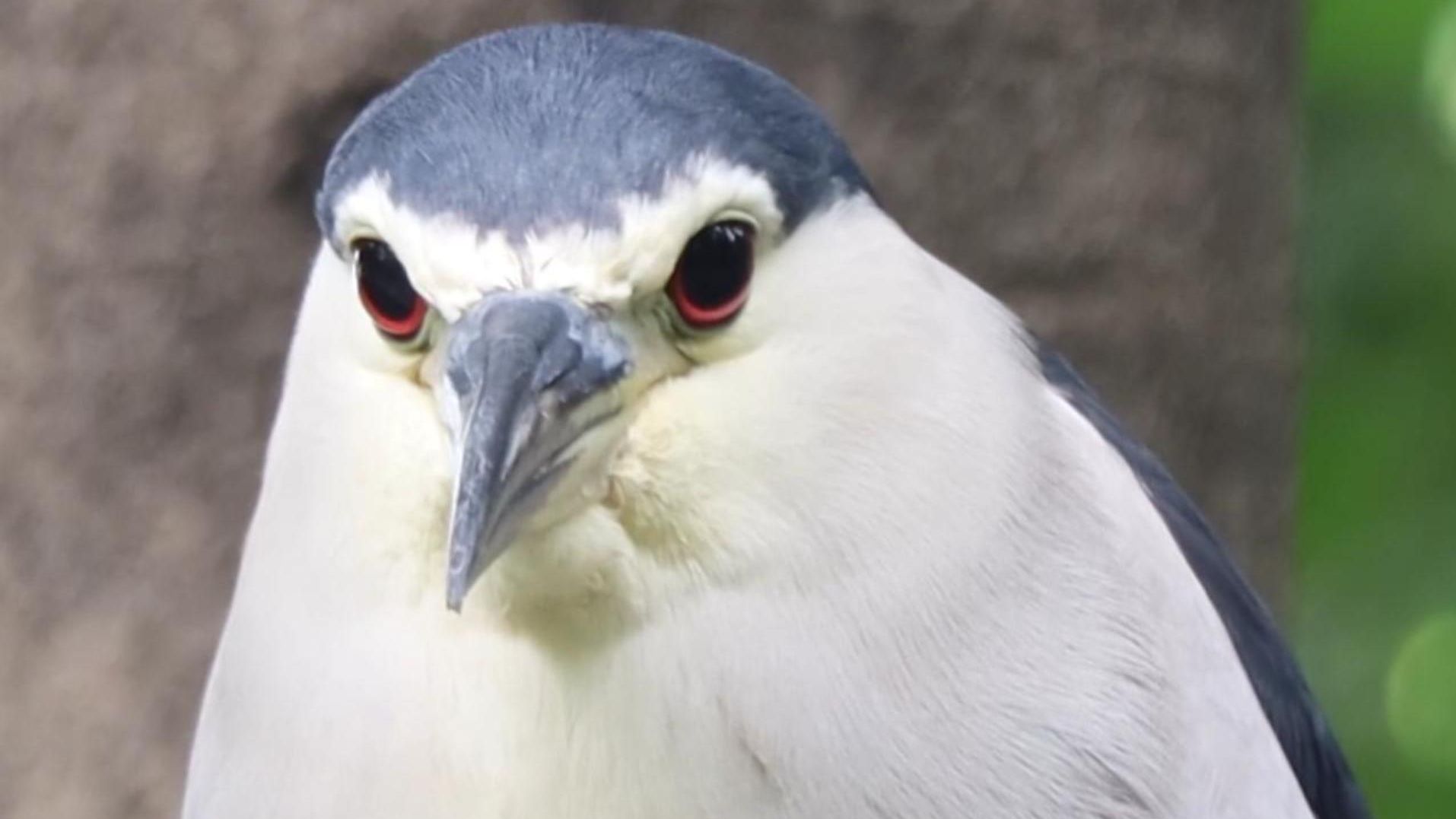 树上结了一颗美丽圆润的夜鹭果