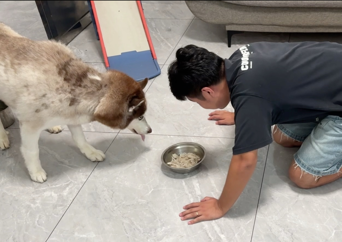 当主人去抢狗子的饭吃，看看它们啥反应？
