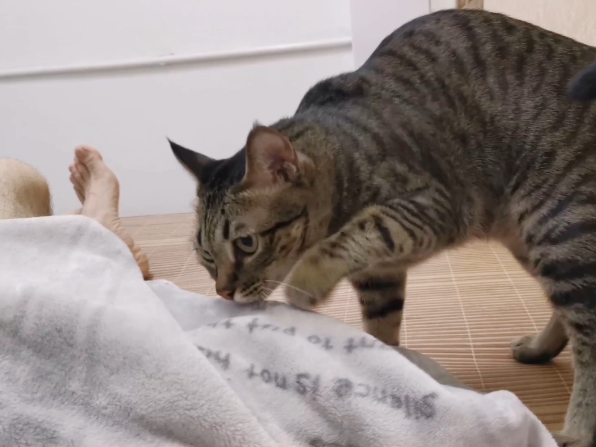 喵师傅：家人们！猫粮难赚啊！望周知。